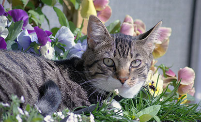 Cat lying in flowers