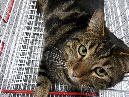 Tabby Tommy in a cat carrier