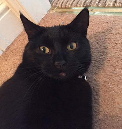 Black cat with fur missing near lip