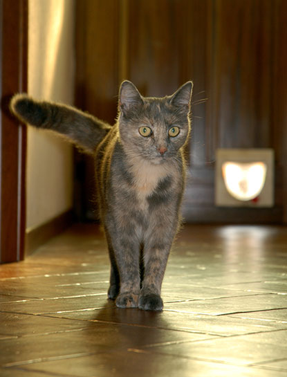 Cat standing near door