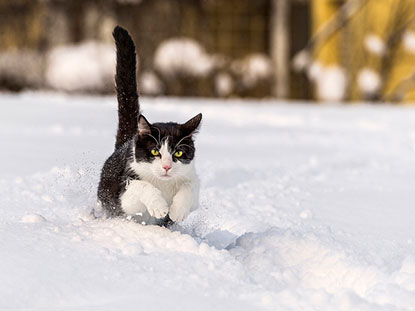Cat running in snow