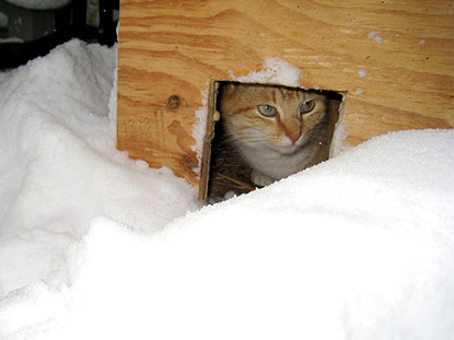 Cat in shelter in the snow