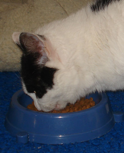 Cat eating dry food