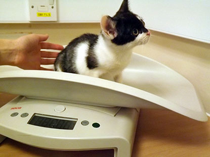 Kitten Poppy on the scales