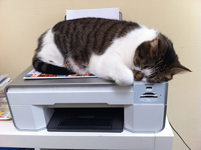Cat sleeping on top of printer