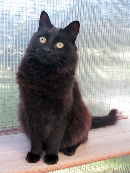 Black cat Fluffy needs a home