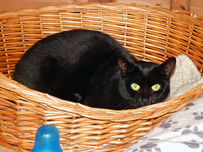 Black cat Frizzle needs a home