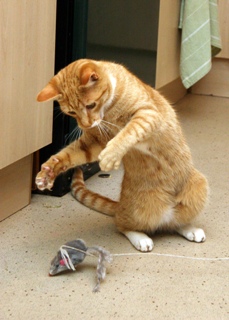 Ginger cat playing with mouse toy