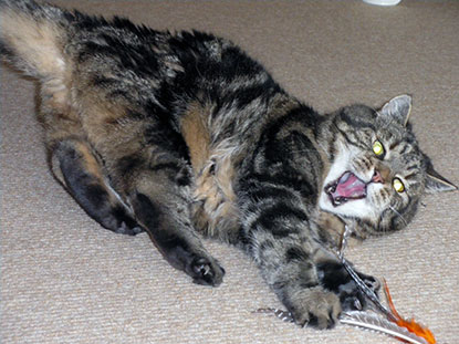 Feline predatory play with feather toy