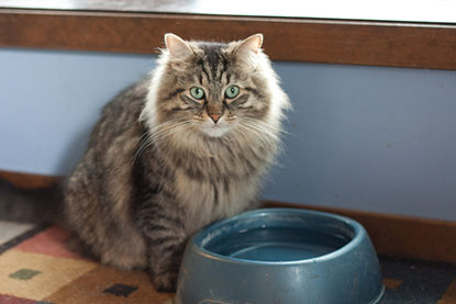 Cat with water bowl