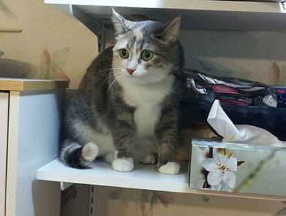 Cat hiding on shelf