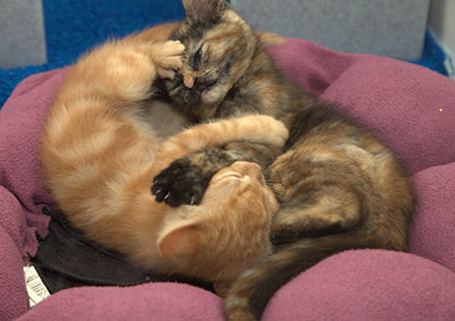 Intertwined kittens