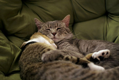 Tabby cats cuddling