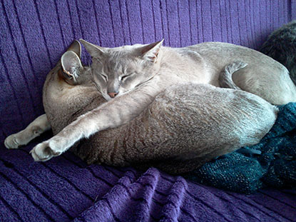 Cats sleeping intertwined