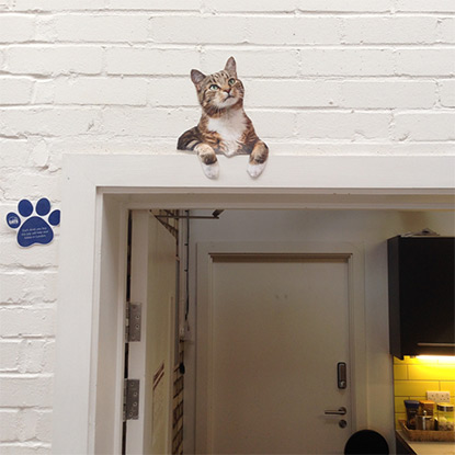 Lifesize cat hiding above door frame