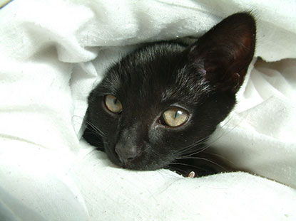 Black cat hiding in duvet