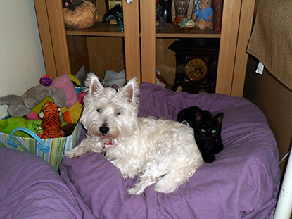 Black kitten Lily with dog Megan