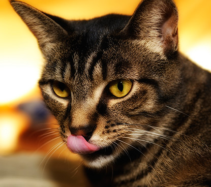 Cat with his tongue poking out