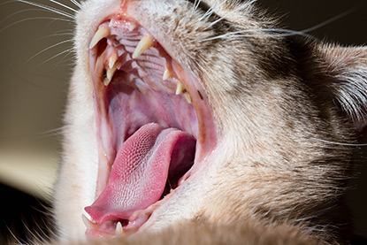Cat yawning