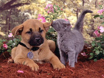 Puppy and grey kitten sitting together