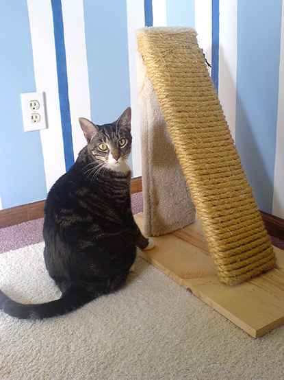 Tabby cat with homemade scratch post
