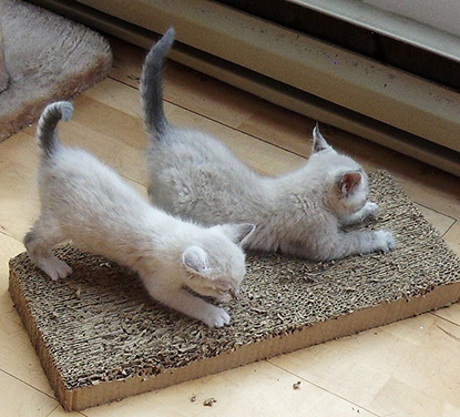 Kittens with horizontal scratch board
