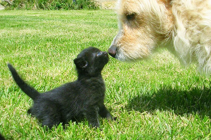 Black kitten meeting a dog