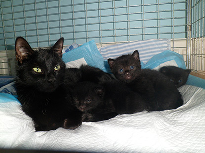 Foster cat Lana with her kittens