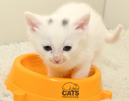 White kitten in food bowl