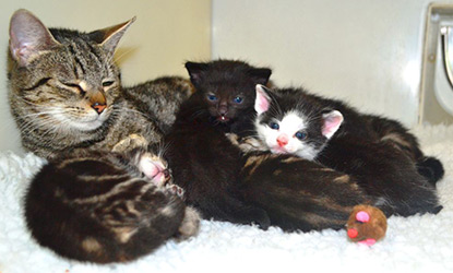 Kittens with their mum