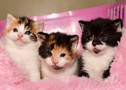 Three kittens in cat basket