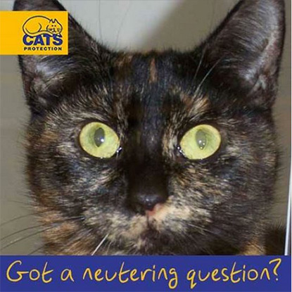 Do you have a question about cat neutering?