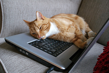 Ginger cat lying on laptop