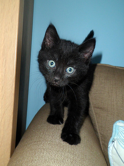 Tristan's black foster kitten