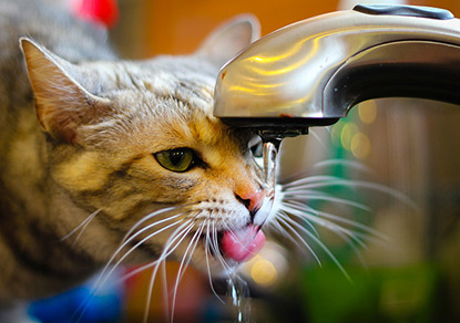 Cat drinking water from tap