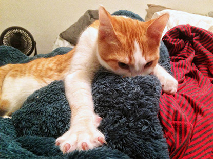 Cat suckling blanket