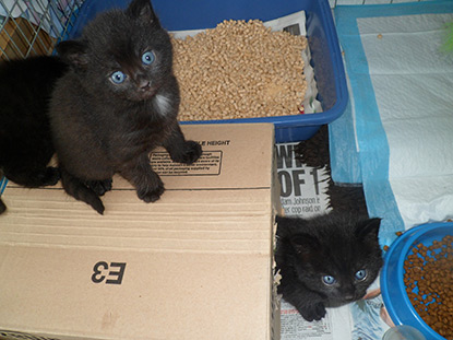 Black kittens playing with a cardboard box