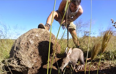 Danny Mac caring for an aardvark