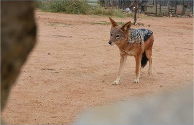 Animals in a conservation project in southern Africa