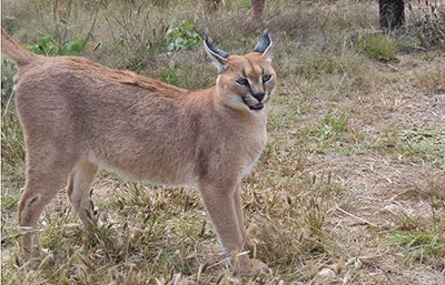 Caracal in an African wildlide conservation project