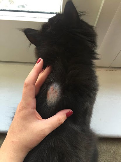 Bald patch in cat's fur