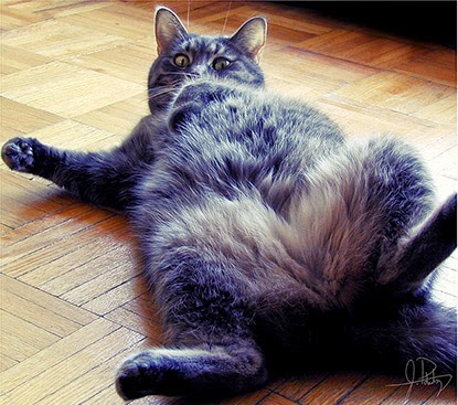 Cat showing its belly