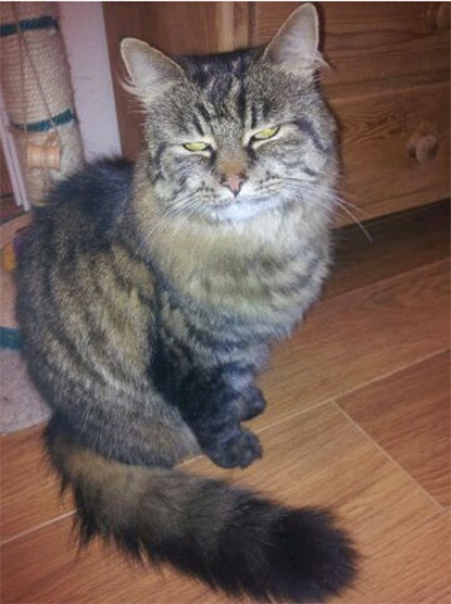 Tabby cat Alice has been reunited with her owners thanks to her microchip