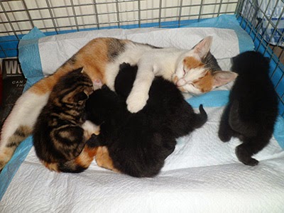 Foster cat Honey with her kittens