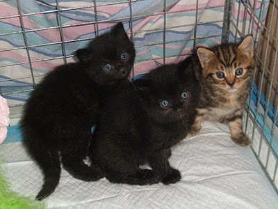 Teenage fosterer Tristan's kittens