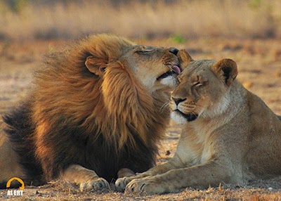 Lions licking each other