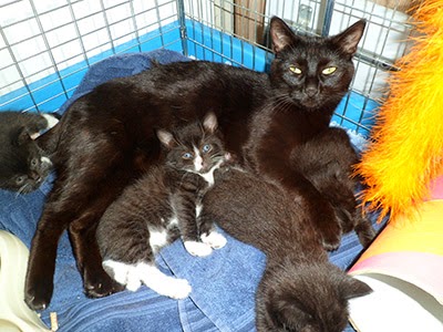 Fostered cat and litter of kittens