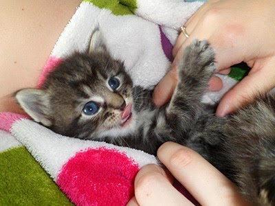 Socialising a foster kitten