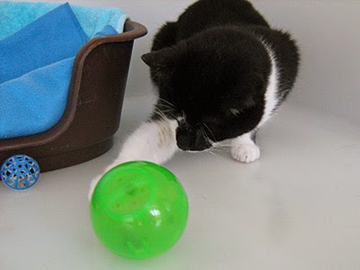 Cat batting a feeding enrichment ball