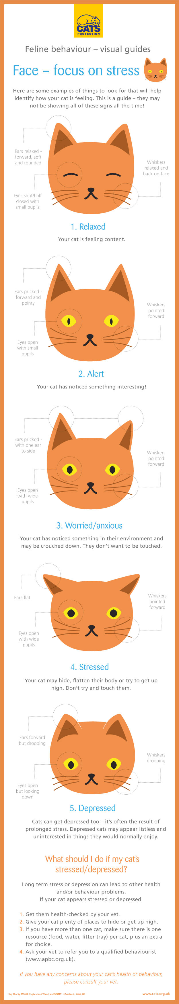 Visual guide cat communicating stress